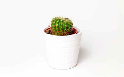 Sobre tendências: minimalismo para a vida